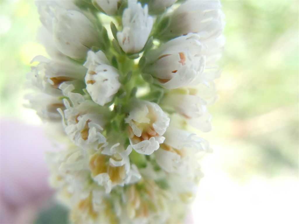 Reseda alba